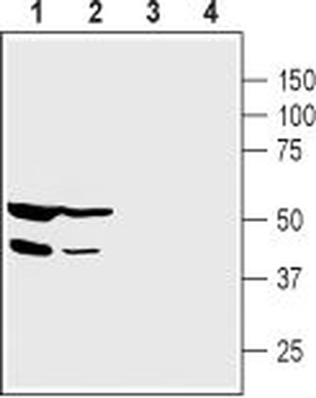 PICK1 Antibody in Western Blot (WB)