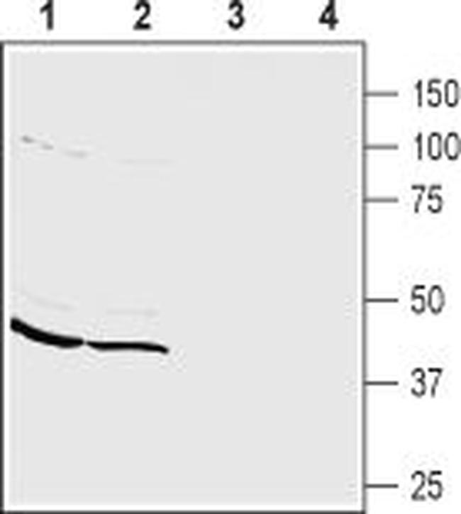 PICK1 Antibody in Western Blot (WB)