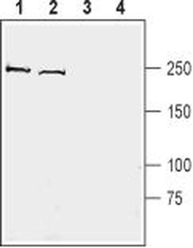 Kidins220 Antibody in Western Blot (WB)