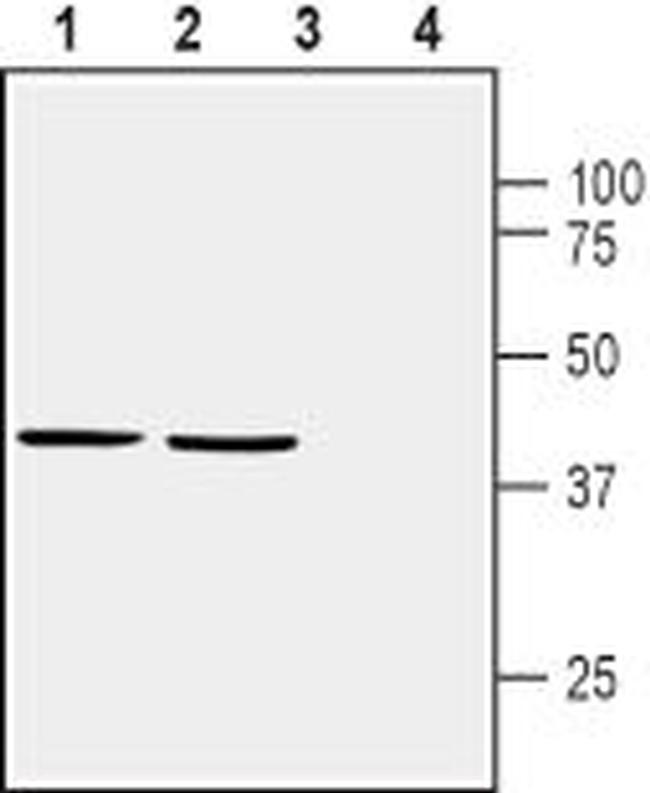 Homer1 Antibody in Western Blot (WB)