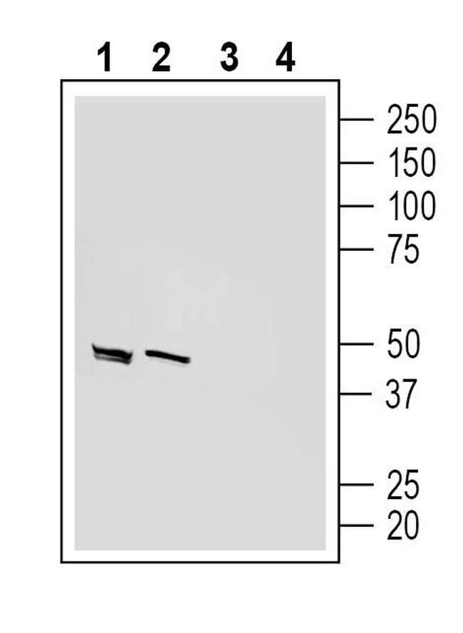 Homer1 Antibody in Western Blot (WB)