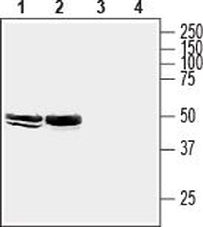 Homer2 Antibody in Western Blot (WB)