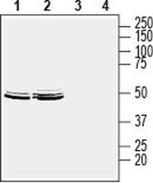 Homer2 Antibody in Western Blot (WB)