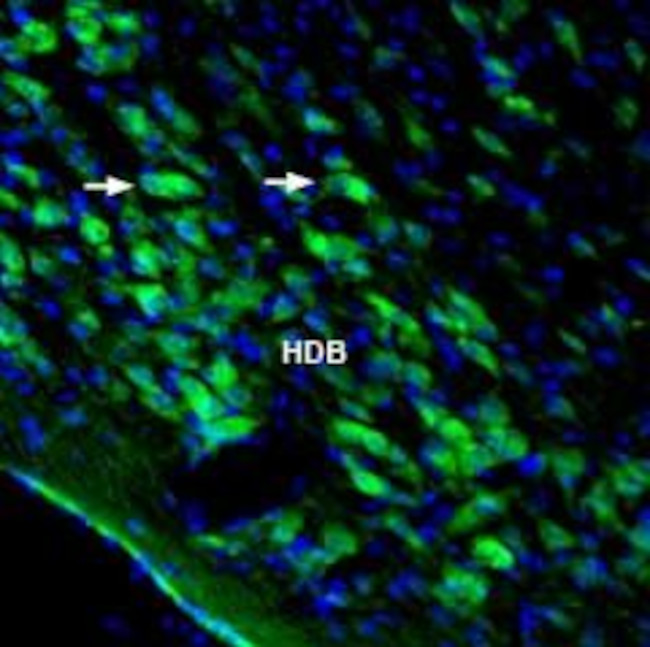 Homer3 Antibody in Immunohistochemistry (Frozen) (IHC (F))