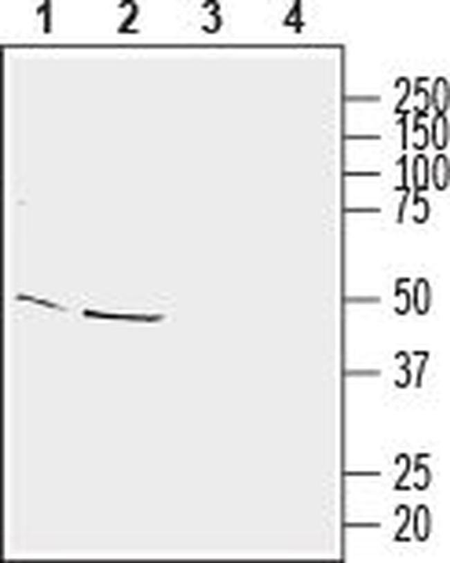 Homer3 Antibody in Western Blot (WB)