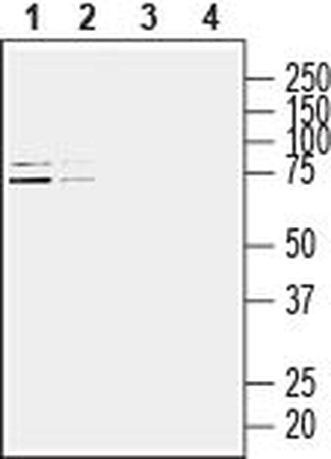 Homer3 Antibody in Western Blot (WB)