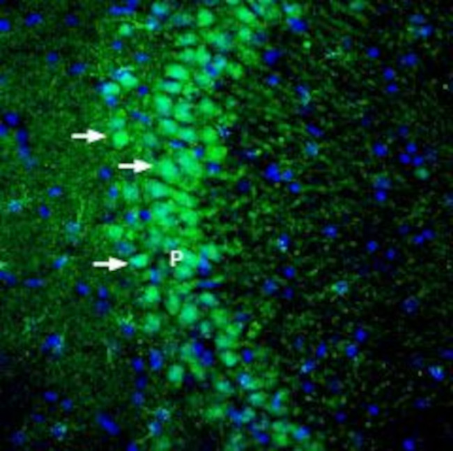 DLGAP1/GKAP Antibody in Immunohistochemistry (Frozen) (IHC (F))