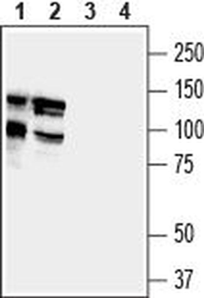 DLGAP1/GKAP Antibody in Western Blot (WB)