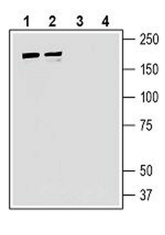 IQGAP1 Antibody in Western Blot (WB)