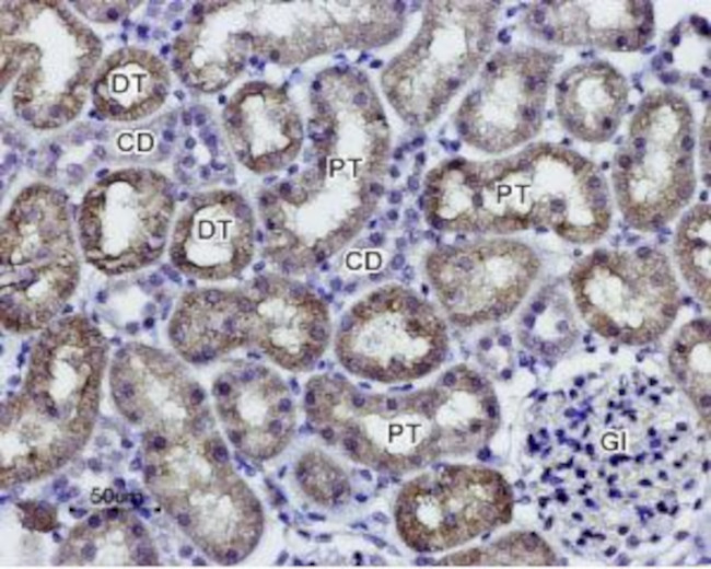 Aquaporin 1 Antibody in Immunohistochemistry (Paraffin) (IHC (P))