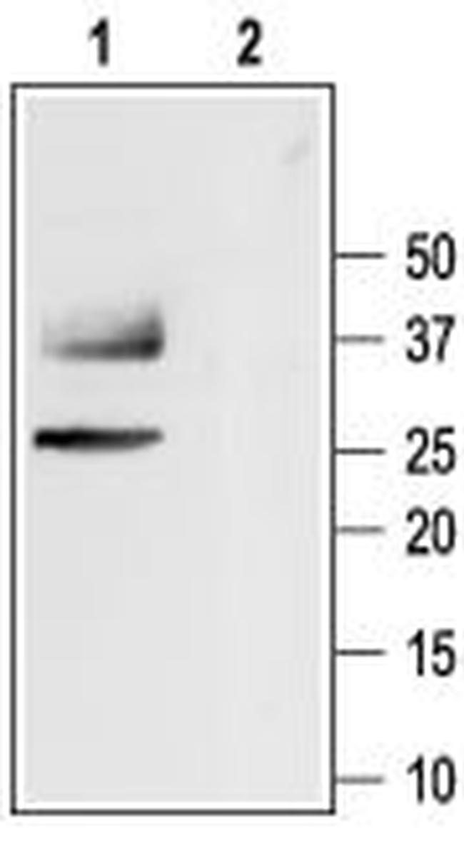 Aquaporin 1 Antibody in Western Blot (WB)