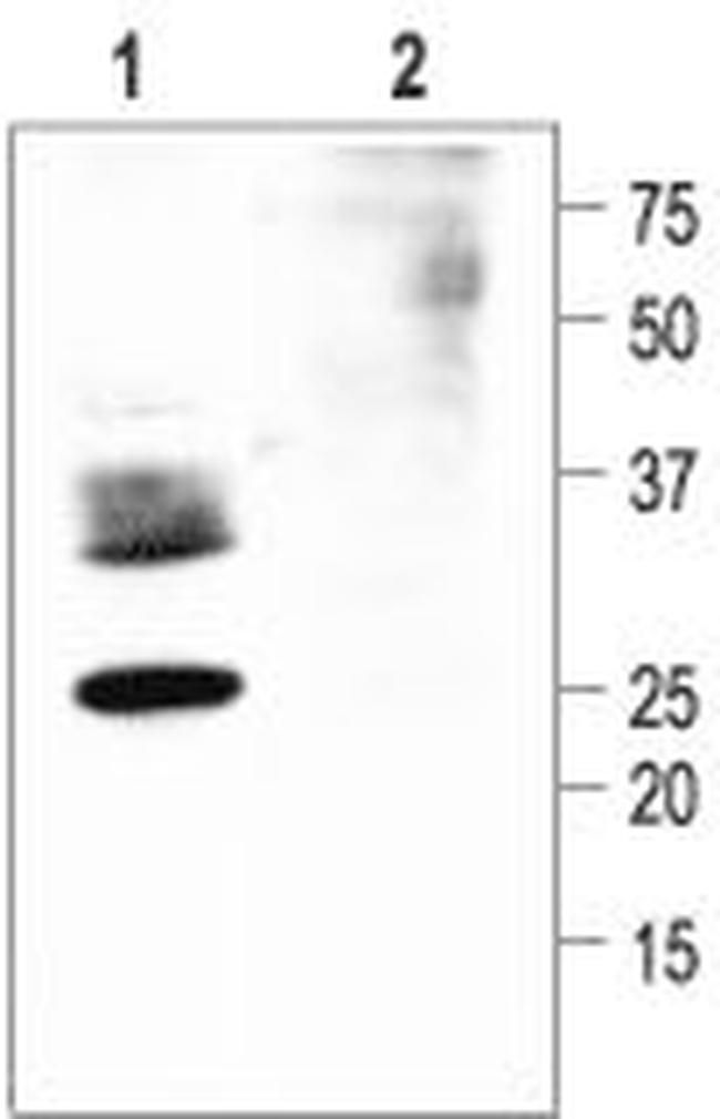 Aquaporin 2 Antibody in Western Blot (WB)