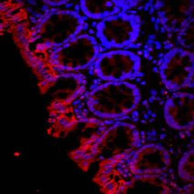 Aquaporin 3 Antibody in Immunohistochemistry (Paraffin) (IHC (P))