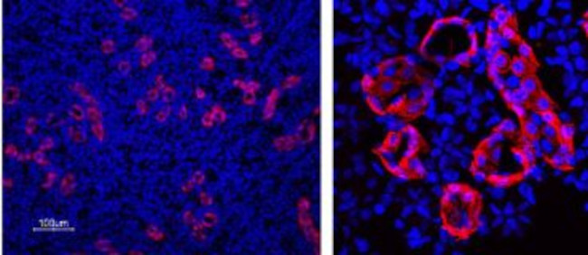 Aquaporin 3 Antibody in Immunohistochemistry (Paraffin) (IHC (P))