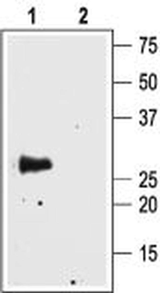 Aquaporin 4 (AQP4) (249-323) Antibody in Western Blot (WB)