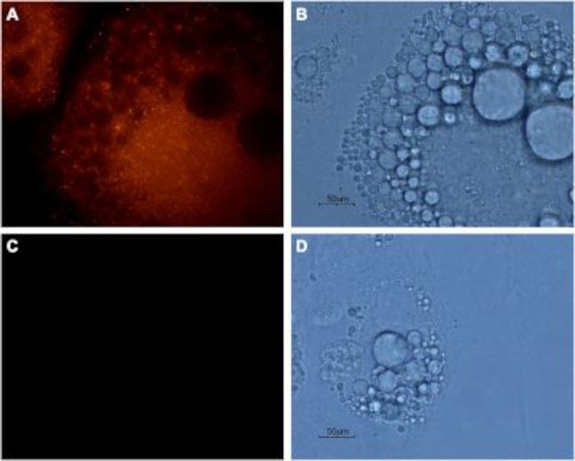 Aquaporin 7 Antibody in Immunocytochemistry (ICC/IF)