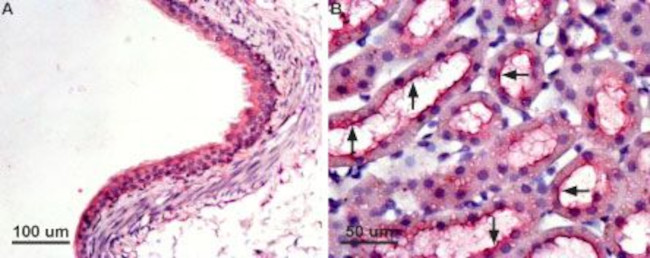 Aquaporin 7 Antibody in Immunohistochemistry (Paraffin) (IHC (P))