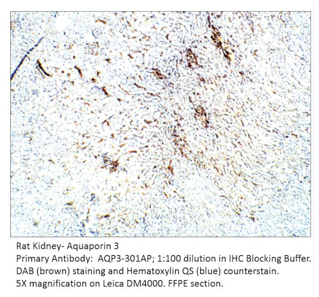 Aquaporin 3 Antibody in Immunohistochemistry (IHC)