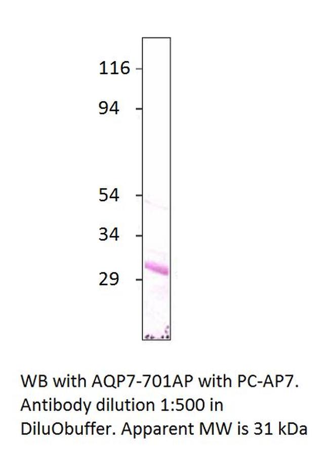 Aquaporin 7 Antibody in Western Blot (WB)