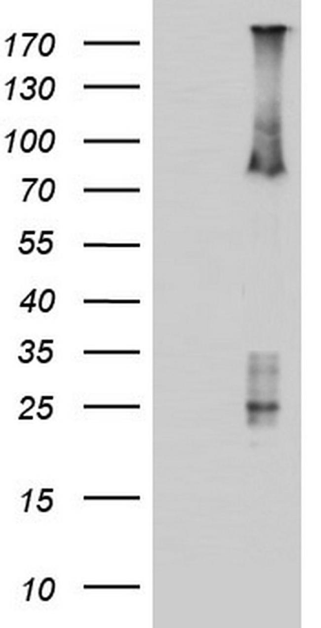 ARAF Antibody in Western Blot (WB)