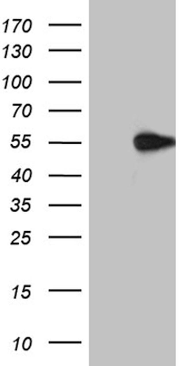 ARC Antibody in Western Blot (WB)