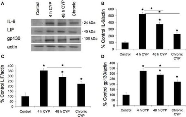 IL-6 Antibody in Western Blot (WB)