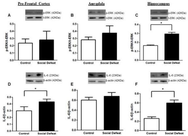 IL-6 Antibody in Western Blot (WB)