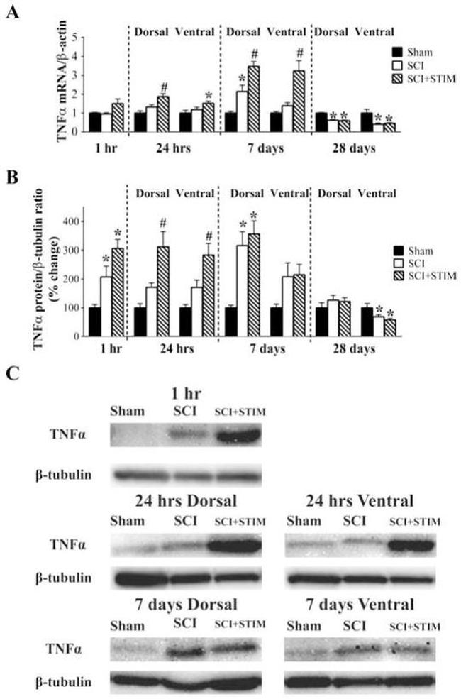 TNF alpha Antibody in Western Blot (WB)