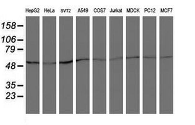 ARCN1 Antibody in Western Blot (WB)