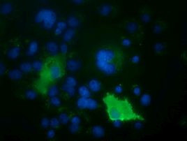 ARHGAP25 Antibody in Immunocytochemistry (ICC/IF)