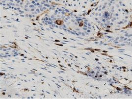 ARHGAP25 Antibody in Immunohistochemistry (Paraffin) (IHC (P))