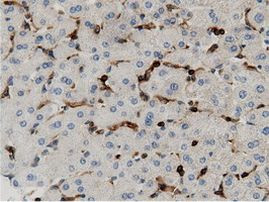 ARHGAP25 Antibody in Immunohistochemistry (Paraffin) (IHC (P))