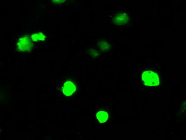 ARHGDIA Antibody in Immunocytochemistry (ICC/IF)