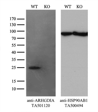 ARHGDIA Antibody