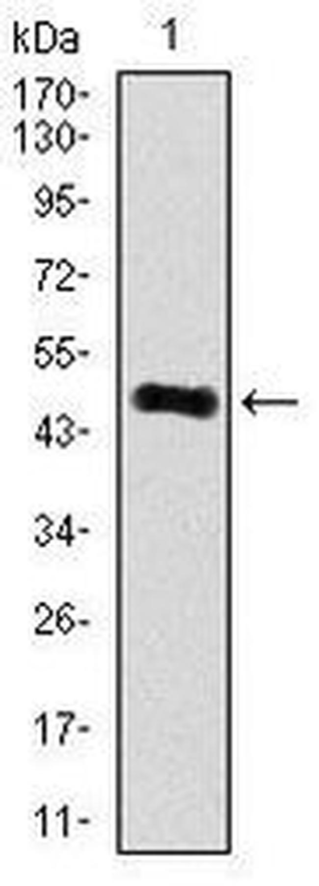 RhoGDI Antibody in Western Blot (WB)