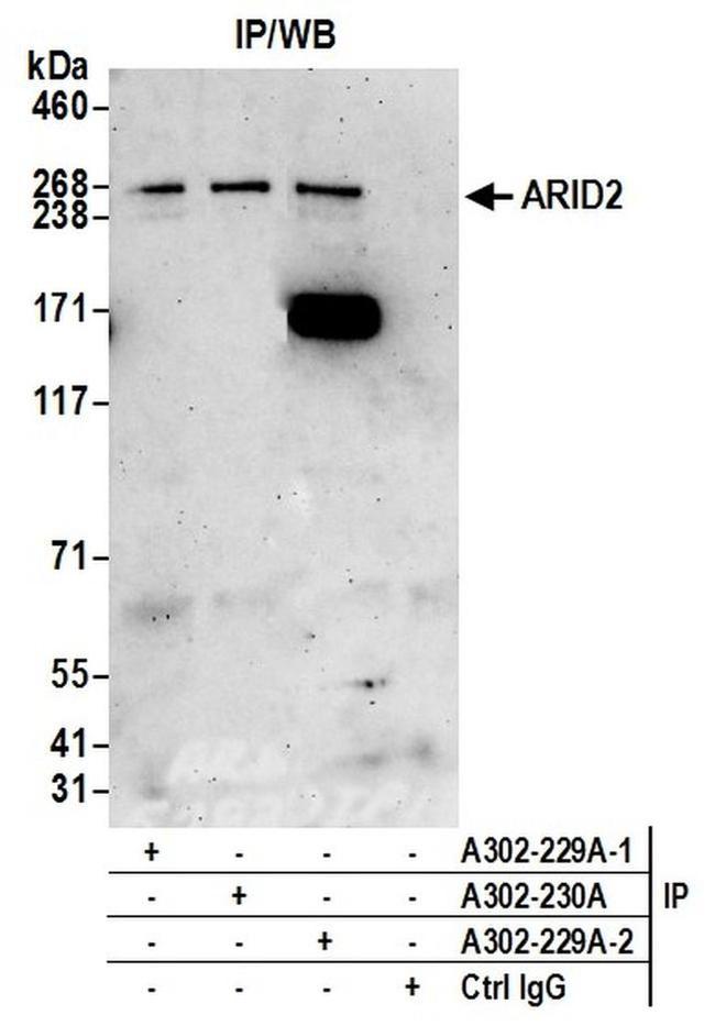 ARID2 Antibody in Western Blot (WB)