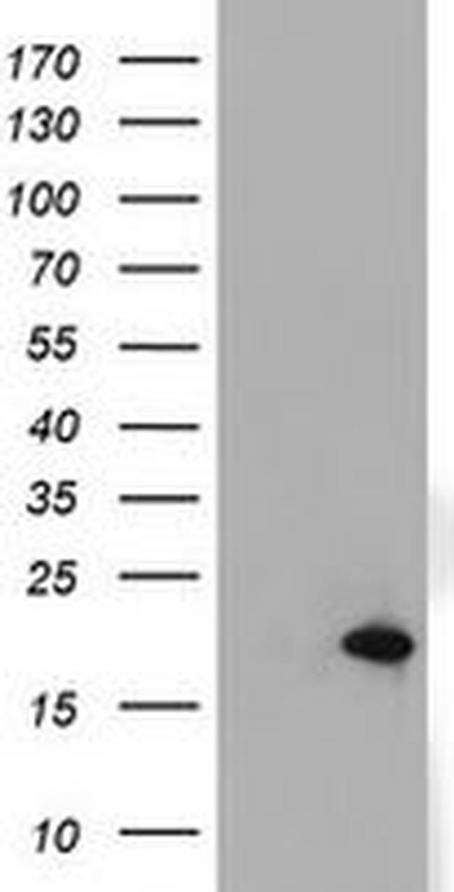 ARL2BP Antibody in Western Blot (WB)