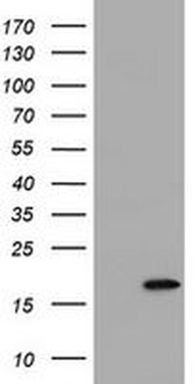 ARL2BP Antibody in Western Blot (WB)