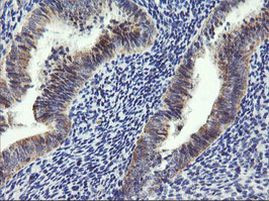 ARMC1 Antibody in Immunohistochemistry (Paraffin) (IHC (P))