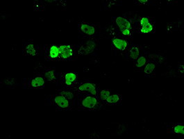 ARNT Antibody in Immunocytochemistry (ICC/IF)