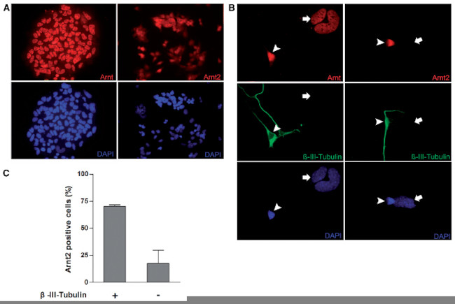 ARNT Antibody in Immunocytochemistry (ICC/IF)