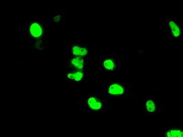 ARNT Antibody in Immunocytochemistry (ICC/IF)