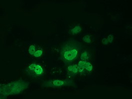 ARNT Antibody in Immunocytochemistry (ICC/IF)