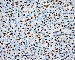 ARNT Antibody in Immunohistochemistry (Paraffin) (IHC (P))