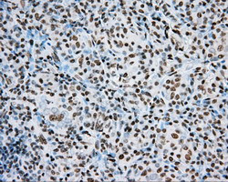 ARNT Antibody in Immunohistochemistry (Paraffin) (IHC (P))