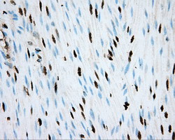 ARNT Antibody in Immunohistochemistry (Paraffin) (IHC (P))