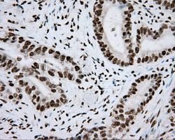 ARNT Antibody in Immunohistochemistry (Paraffin) (IHC (P))