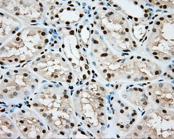 ARNT Antibody in Immunohistochemistry (Paraffin) (IHC (P))