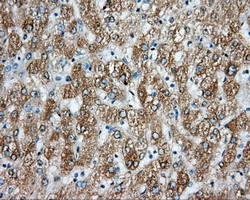 ARNT Antibody in Immunohistochemistry (Paraffin) (IHC (P))