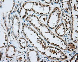 ARNT Antibody in Immunohistochemistry (Paraffin) (IHC (P))